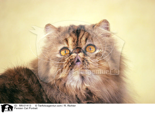 Perserkatze / Persian Cat Portrait / RR-01413