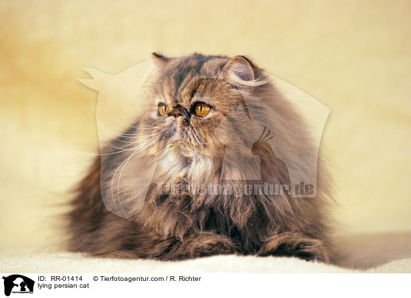 liegende Perserkatze / lying persian cat / RR-01414