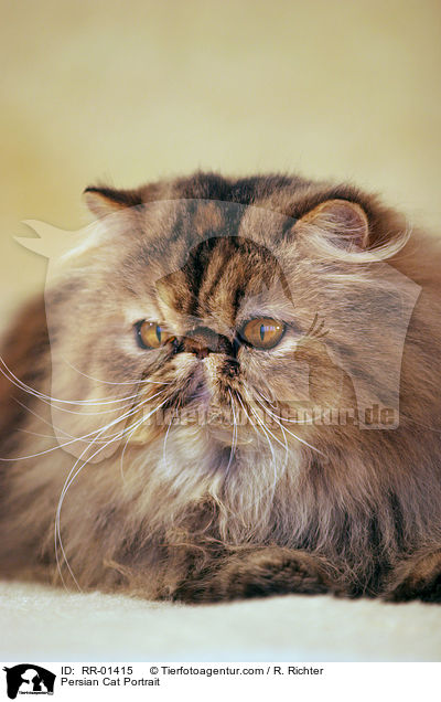 Perserkatze / Persian Cat Portrait / RR-01415
