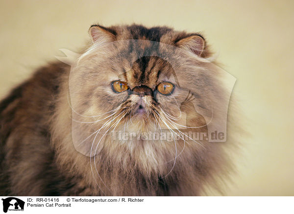 Perserkatze / Persian Cat Portrait / RR-01416