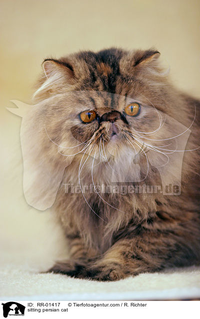 sitzende Perserkatze / sitting persian cat / RR-01417