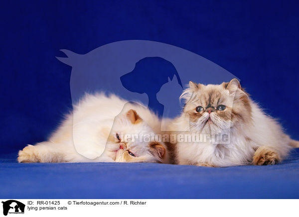 liegende Perserkatzen / lying persian cats / RR-01425