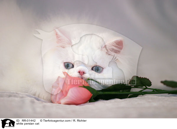 weie Perserkatze / white persian cat / RR-01442
