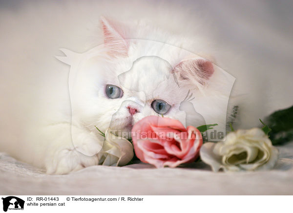 weie Perserkatze / white persian cat / RR-01443