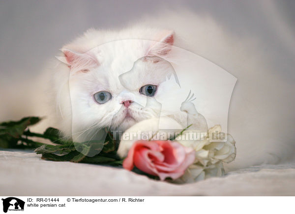 weie Perserkatze / white persian cat / RR-01444