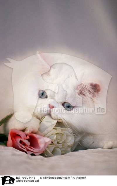 weie Perserkatze / white persian cat / RR-01446