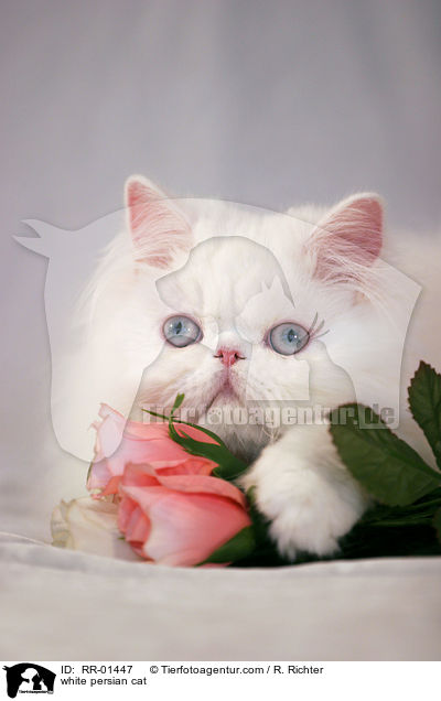 weie Perserkatze / white persian cat / RR-01447