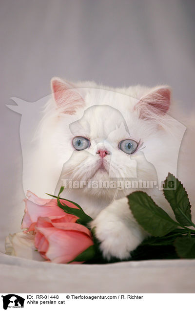 white persian cat / RR-01448