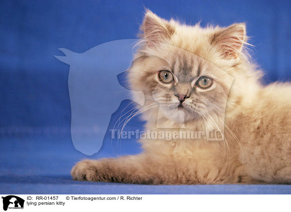 liegendes Perserktzchen / lying persian kitty / RR-01457