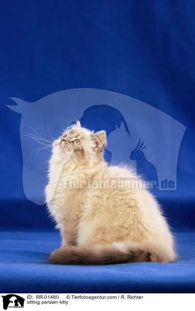 sitzendes Perserktzchen / sitting persian kitty / RR-01460
