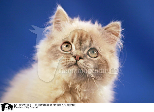 Perserktzchen / Persian Kitty Portrait / RR-01461