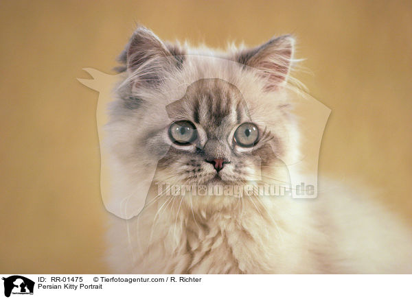 Perserktzchen / Persian Kitty Portrait / RR-01475