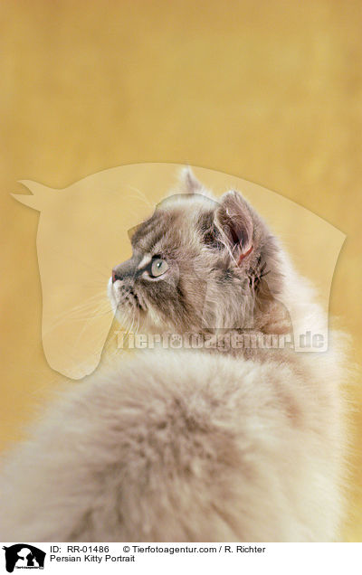 Perserktzchen / Persian Kitty Portrait / RR-01486