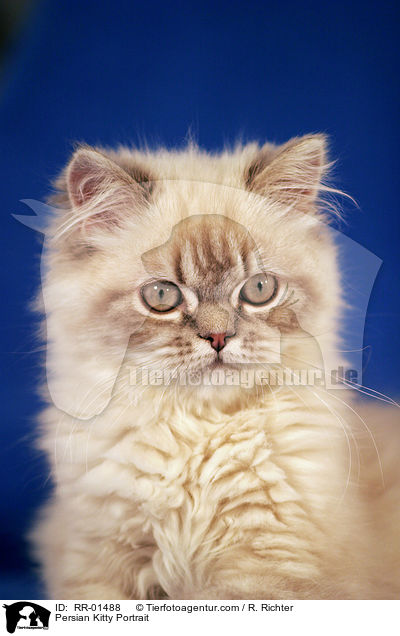 Perserktzchen / Persian Kitty Portrait / RR-01488