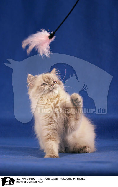 spielendes Perserktzchen / playing persian kitty / RR-01492