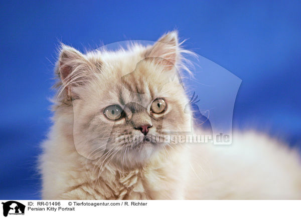 Perserktzchen / Persian Kitty Portrait / RR-01496