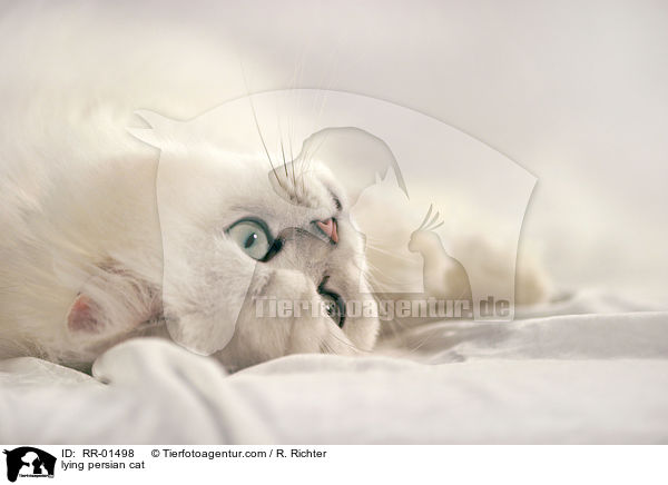 liegende Perserkatze / lying persian cat / RR-01498