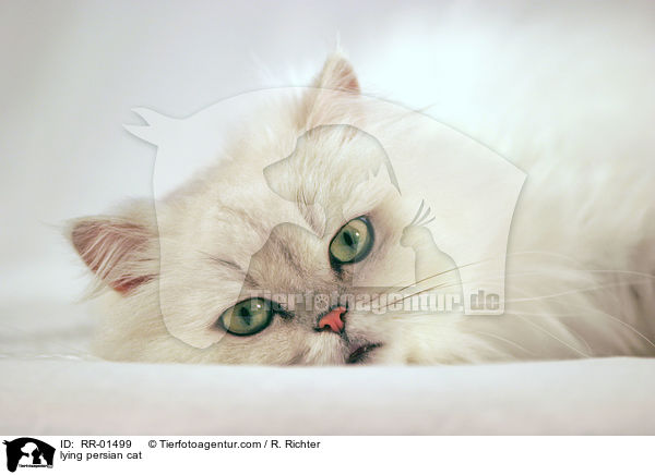 liegende Perserkatze / lying persian cat / RR-01499