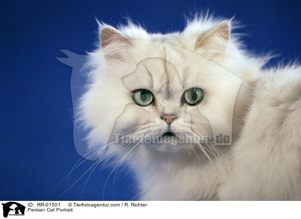 Persian Cat Portrait / RR-01501