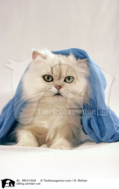 sitzende Perserkatze / sitting persian cat / RR-01509