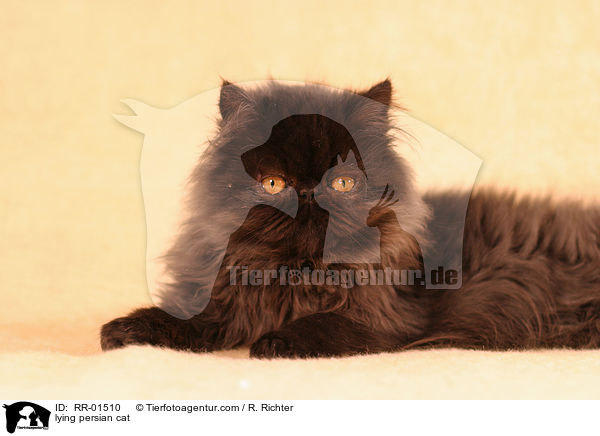 liegende Perserkatze / lying persian cat / RR-01510