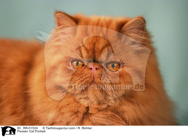 Perserkatze / Persian Cat Portrait / RR-01524