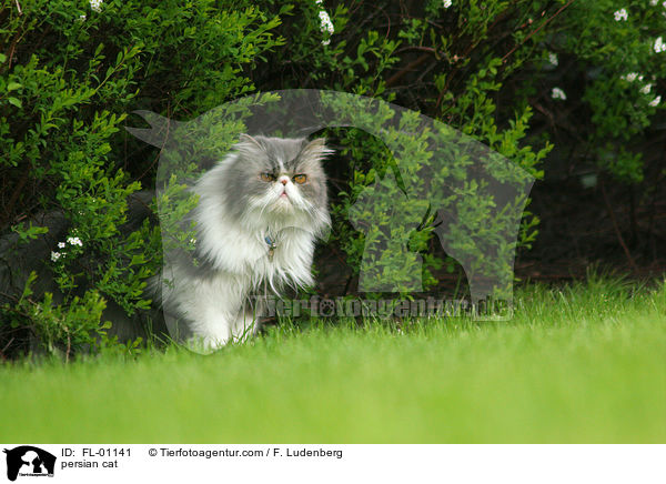 Perser Katze / persian cat / FL-01141