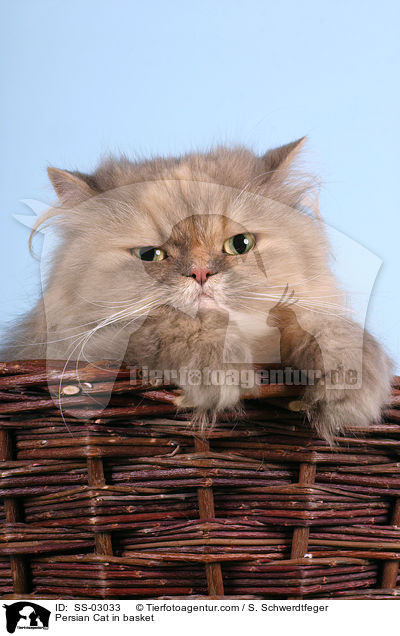 Persian Cat in basket / SS-03033
