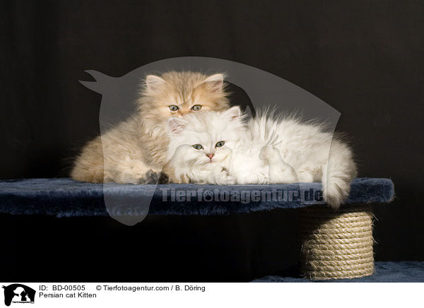 Persian cat Kitten / BD-00505