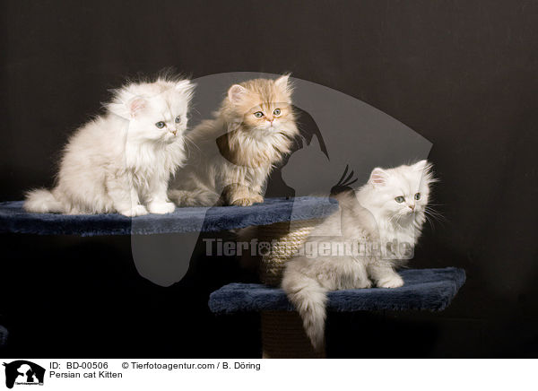 Persian cat Kitten / BD-00506