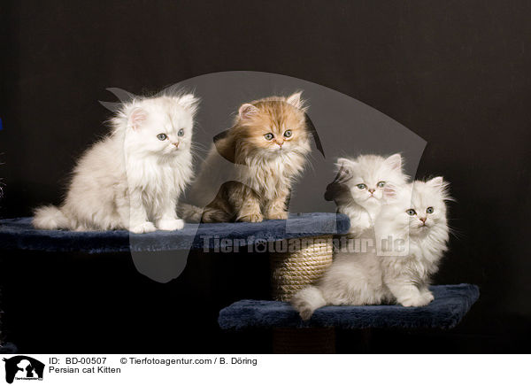 Perser Ktzchen / Persian cat Kitten / BD-00507