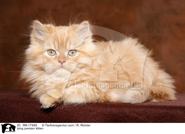 liegendes Perserktzchen / lying persian kitten / RR-17886