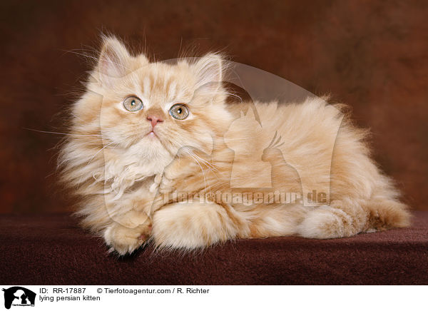 liegendes Perserktzchen / lying persian kitten / RR-17887
