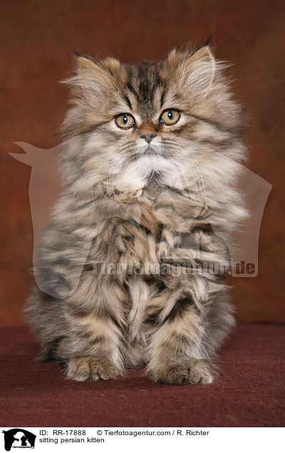 sitzendes Perser Ktzchen / sitting persian kitten / RR-17888