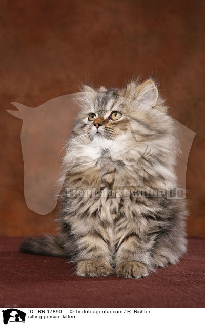 sitzendes Perser Ktzchen / sitting persian kitten / RR-17890