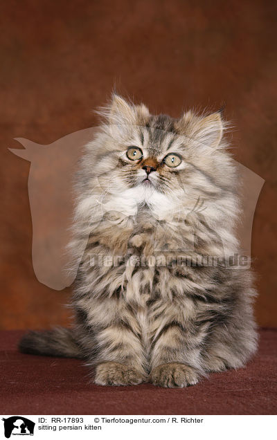 sitzendes Perser Ktzchen / sitting persian kitten / RR-17893