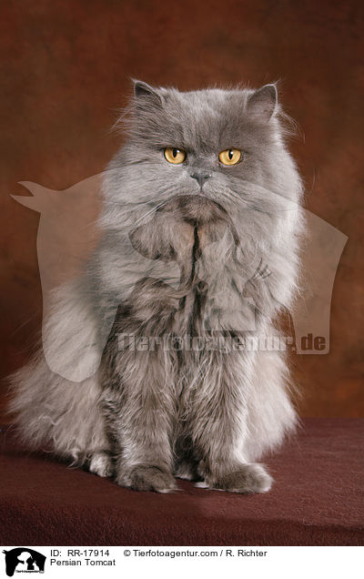 Perser Kater / Persian Tomcat / RR-17914