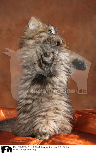 Ktzchen macht Mnnchen / kitten sit up and beg / RR-17942