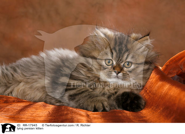 liegendes Perserktzchen / lying persian kitten / RR-17945