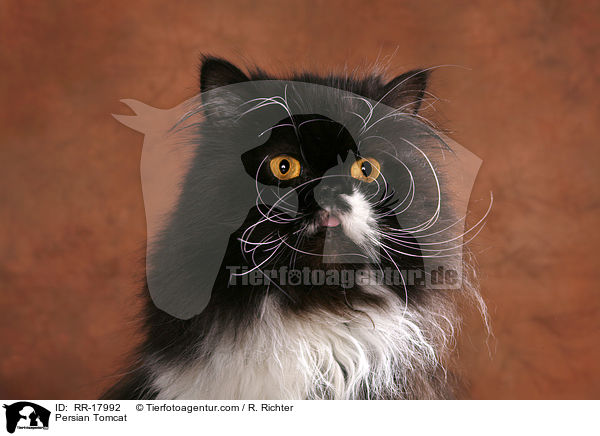 Perser Kater / Persian Tomcat / RR-17992