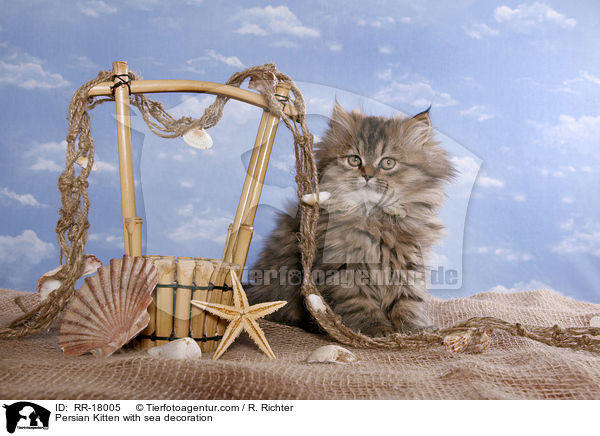 Perser Ktzchen mit Meeresdeko / Persian Kitten with sea decoration / RR-18005