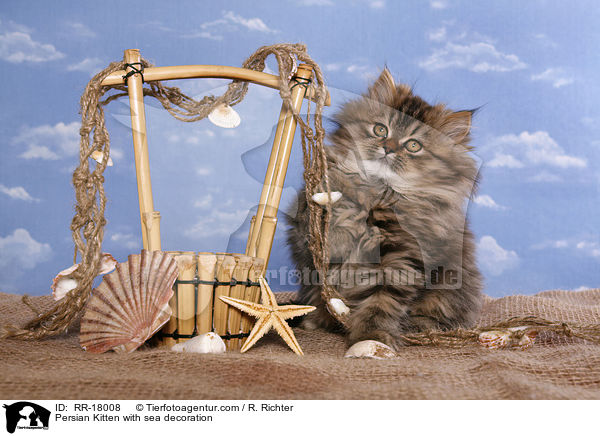 Perser Ktzchen mit Meeresdeko / Persian Kitten with sea decoration / RR-18008