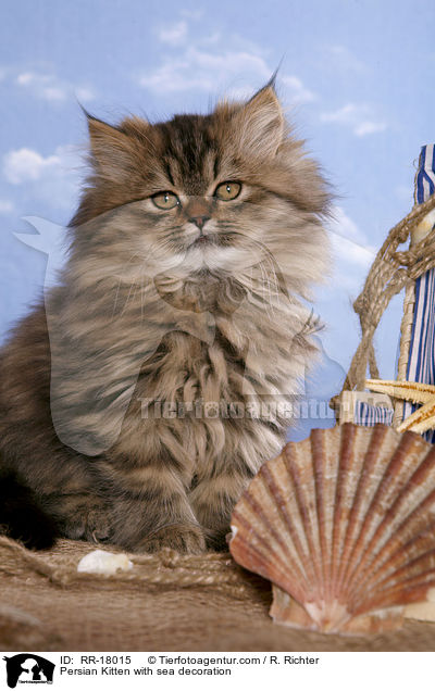 Perser Ktzchen mit Meeresdeko / Persian Kitten with sea decoration / RR-18015