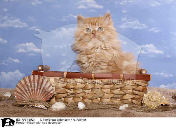 Perser Ktzchen mit Meeresdeko / Persian Kitten with sea decoration / RR-18024