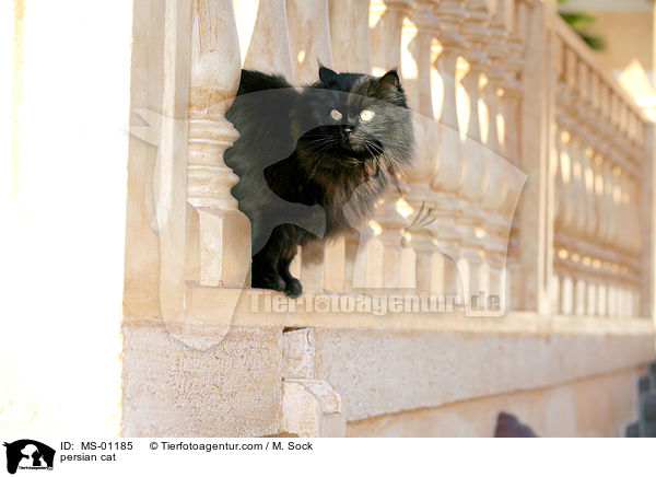 Perserkatze / persian cat / MS-01185