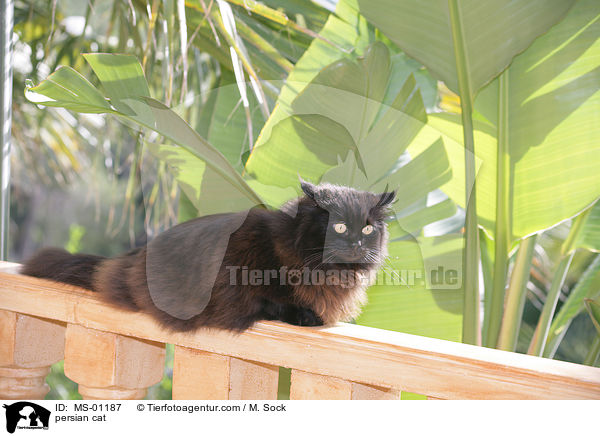 Perserkatze / persian cat / MS-01187
