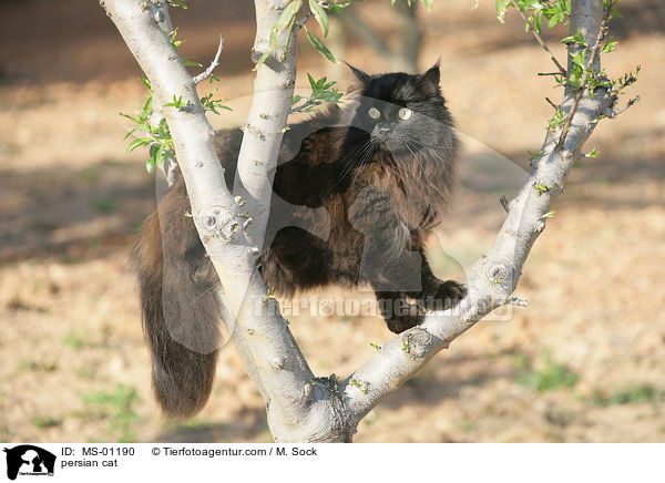 Perserkatze / persian cat / MS-01190
