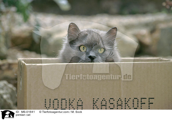 Perser / persian cat / MS-01641