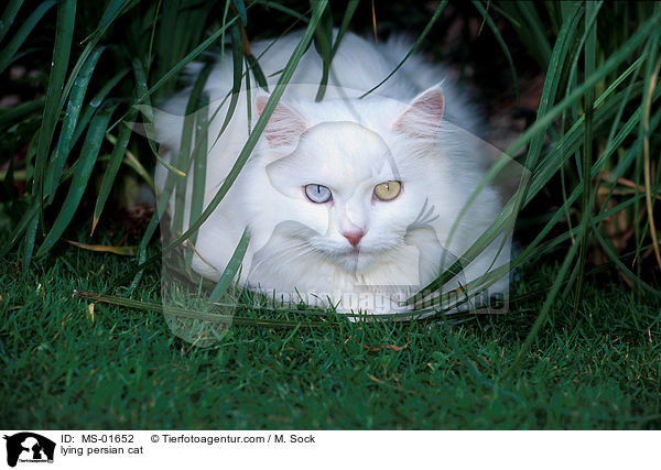 liegende Perserkatze / lying persian cat / MS-01652