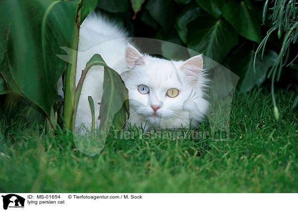 liegende Perserkatze / lying persian cat / MS-01654